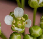 Roadside pennycress 